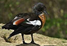 Australian Shelduck