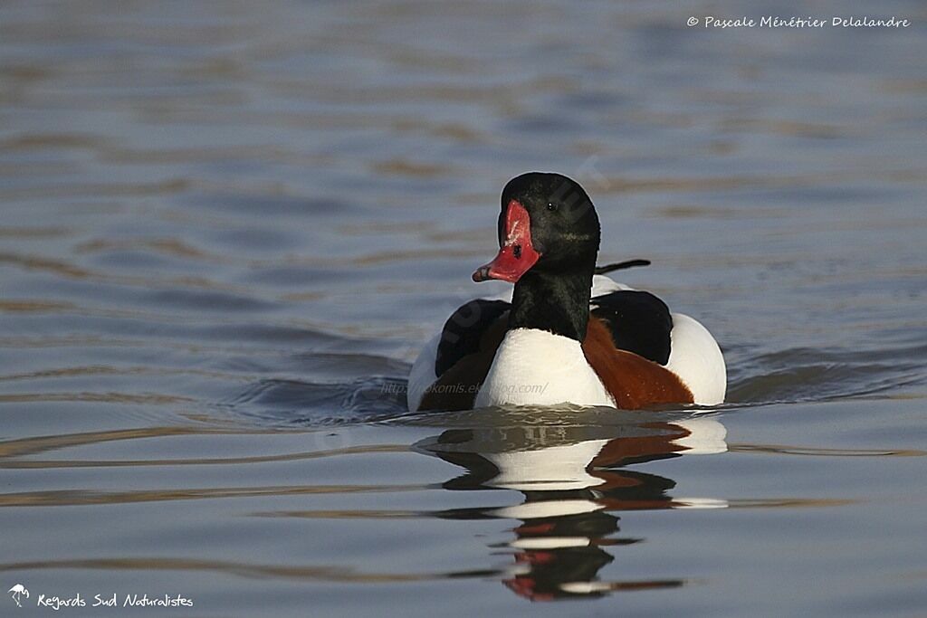 Common Shelduck