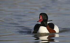 Common Shelduck