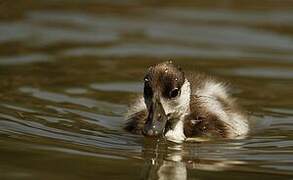 Common Shelduck