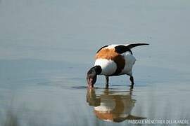 Common Shelduck