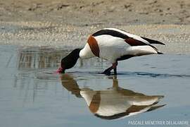 Common Shelduck