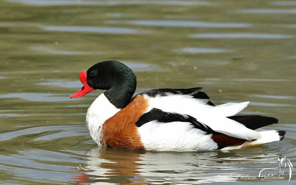 Common Shelduck