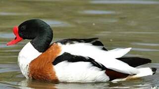 Common Shelduck