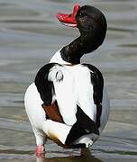 Common Shelduck