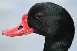 Common Shelduck