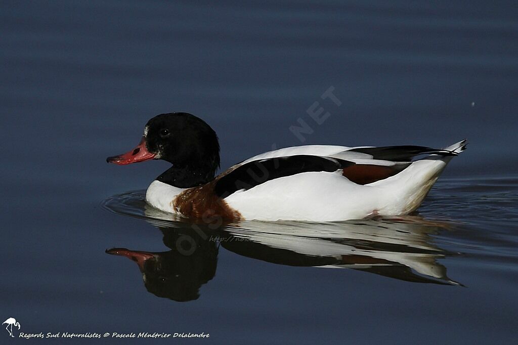 Common Shelduck