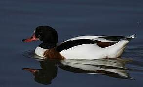 Common Shelduck