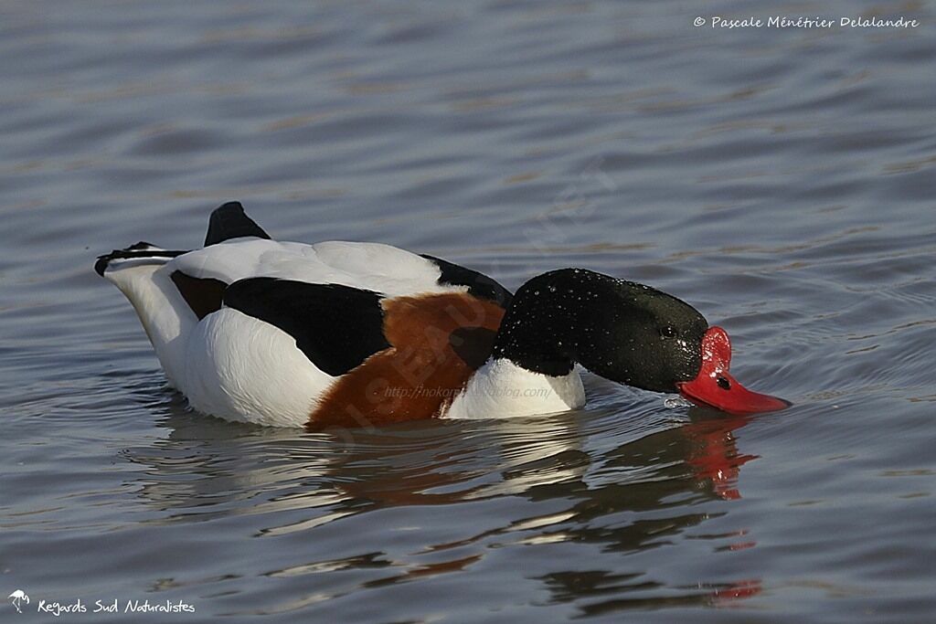 Common Shelduck