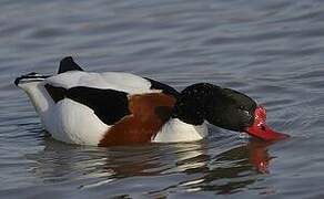 Common Shelduck