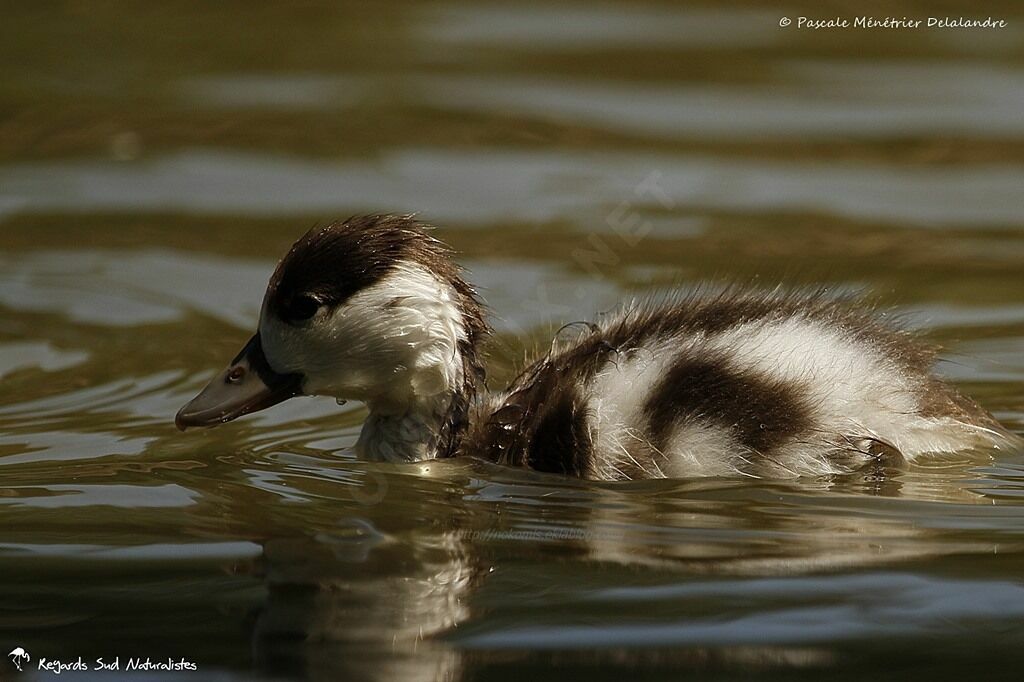Common Shelduckjuvenile