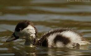 Common Shelduck