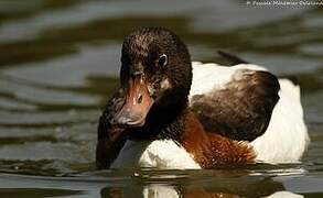 Common Shelduck