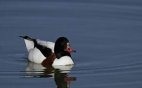 Common Shelduck