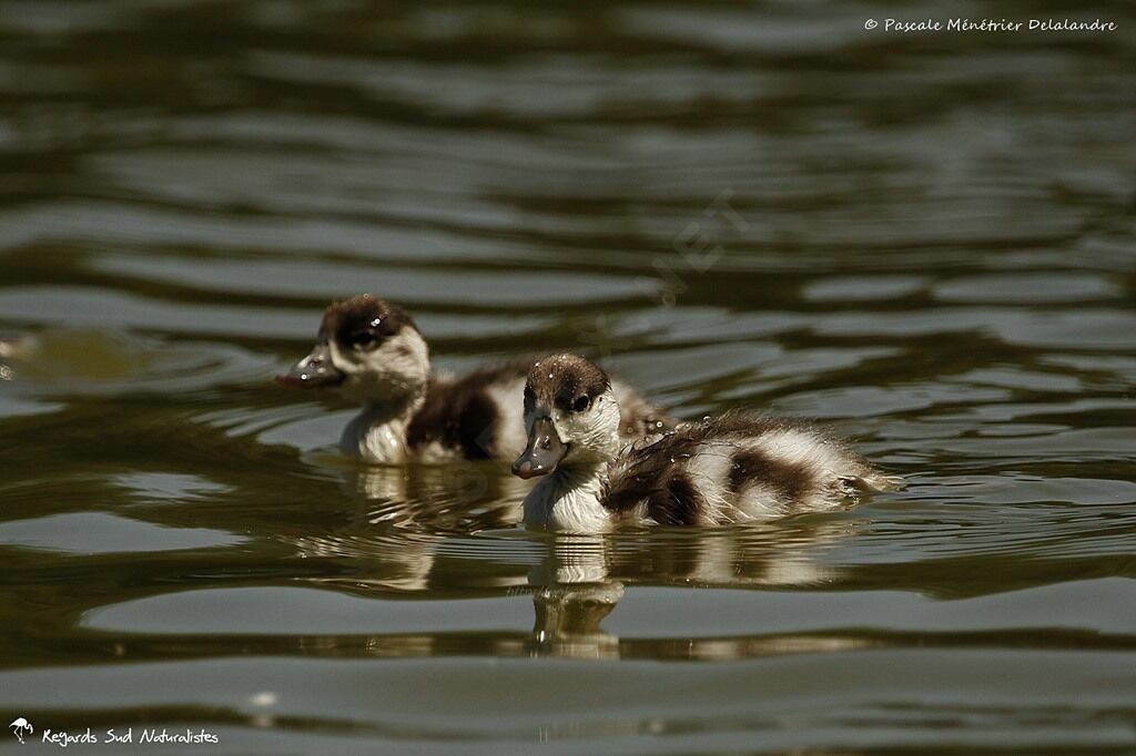 Common Shelduckjuvenile