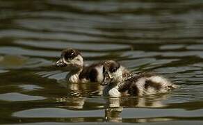 Common Shelduck