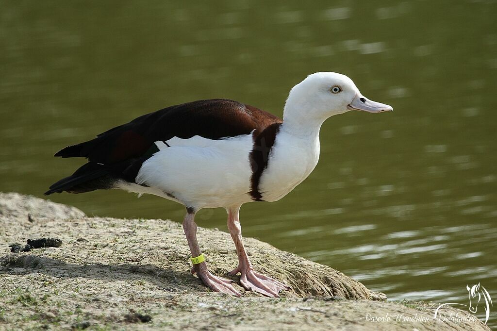 Radjah Shelduck