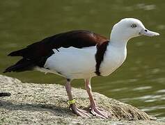 Radjah Shelduck