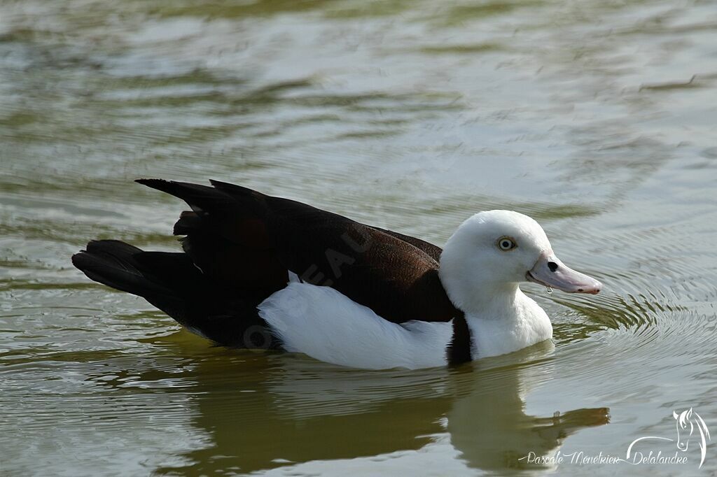 Radjah Shelduck