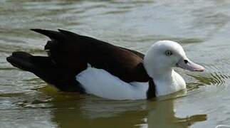 Raja Shelduck