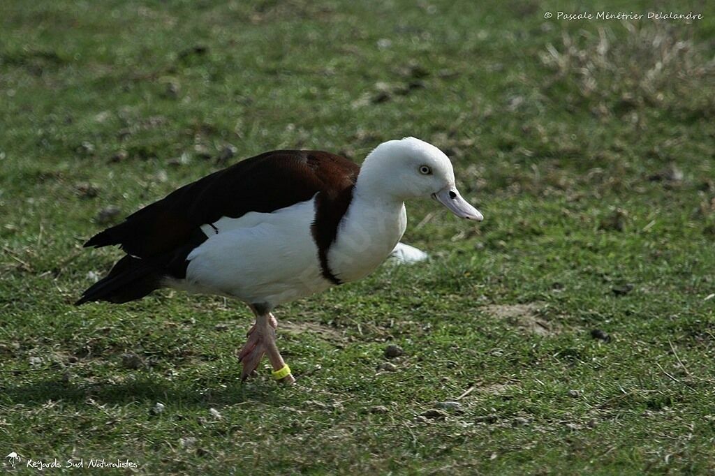 Radjah Shelduck