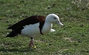 Radjah Shelduck