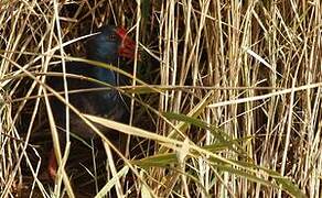 Western Swamphen