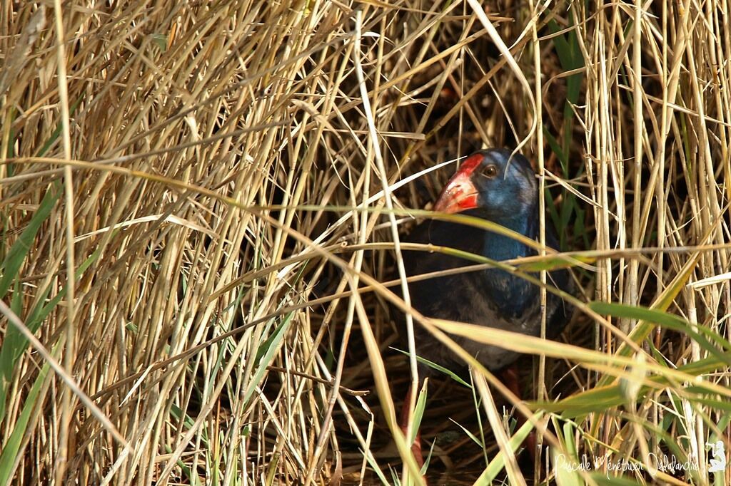 Western Swamphen