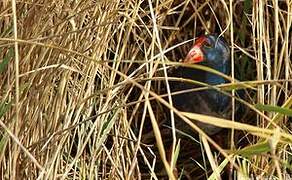 Western Swamphen