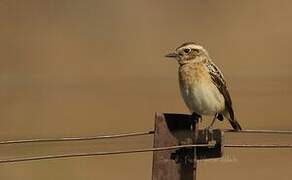 Whinchat