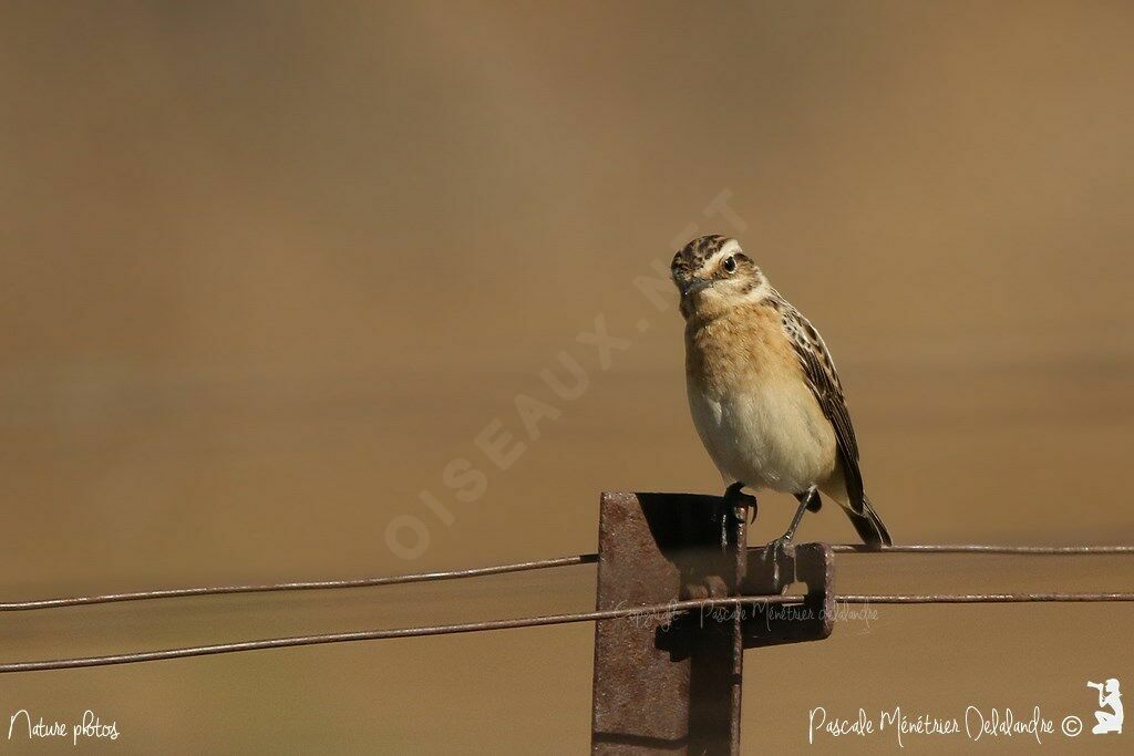 Whinchat female