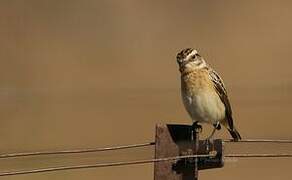 Whinchat