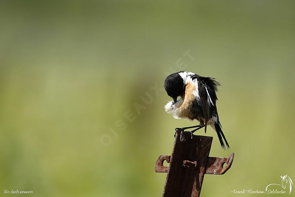 European Stonechat