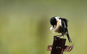 European Stonechat