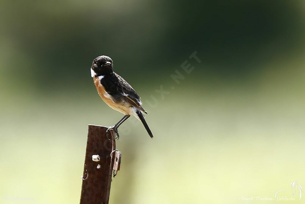 European Stonechat