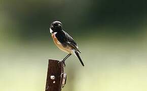 European Stonechat