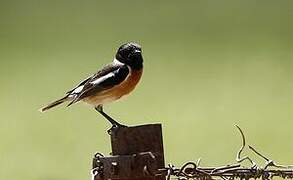 European Stonechat