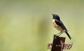 European Stonechat