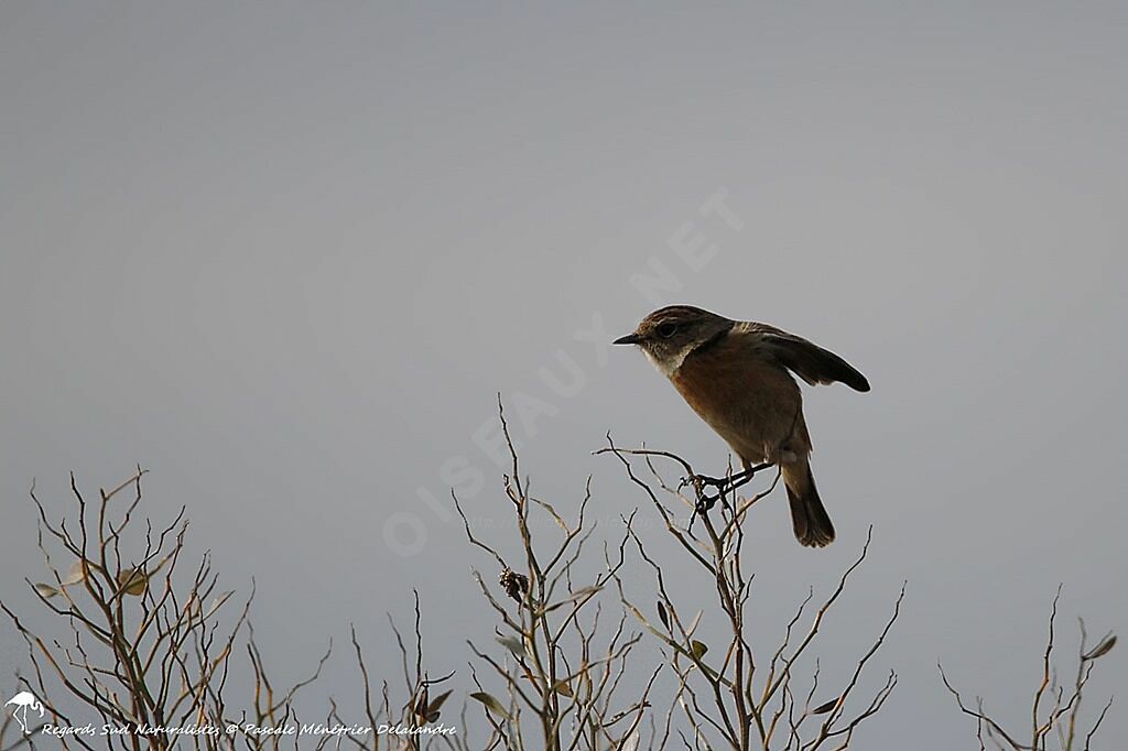 European Stonechat