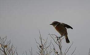 European Stonechat