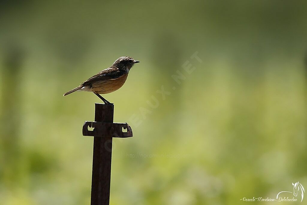 European Stonechat