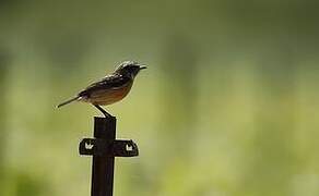 European Stonechat