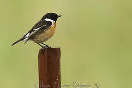 European Stonechat