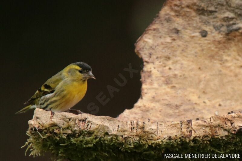 Eurasian Siskin male adult