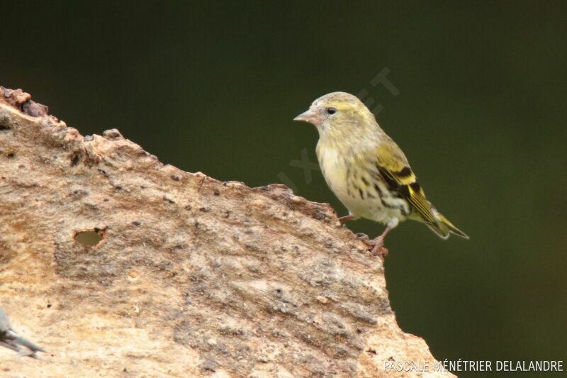 Eurasian Siskin female adult