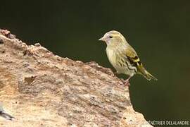 Eurasian Siskin