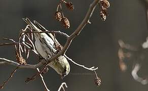 Eurasian Siskin