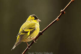 Eurasian Siskin