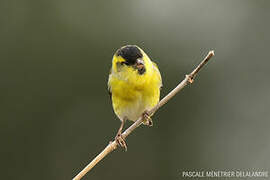 Eurasian Siskin