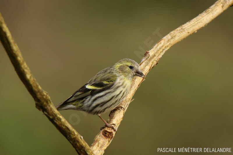 Eurasian Siskin female